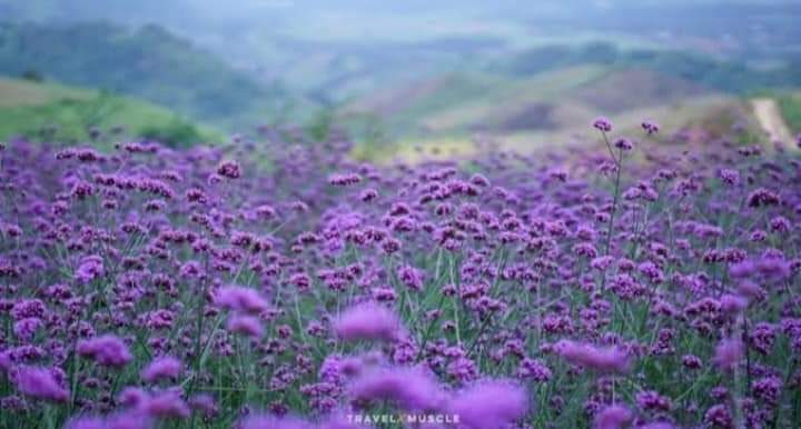(10ต้น) เวอบีน่า ไฟเนสส์ Verbena Finesse ดอกลมหนาว เวอร์บีน่า ไฟเนส