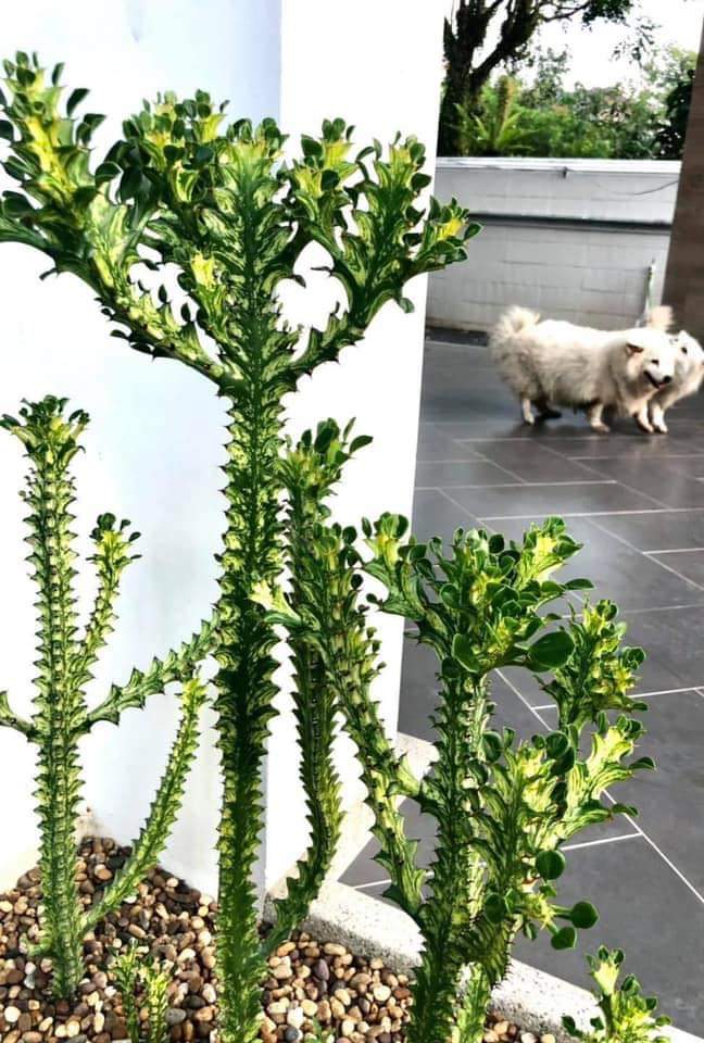 (1ต้น) ต้น ยูโฟเบีย สลัดไดด่าง Euphorbia trigona variegated ต้นสลัดไดด่าง / สวนต้นไม้ตายาย สำเนา