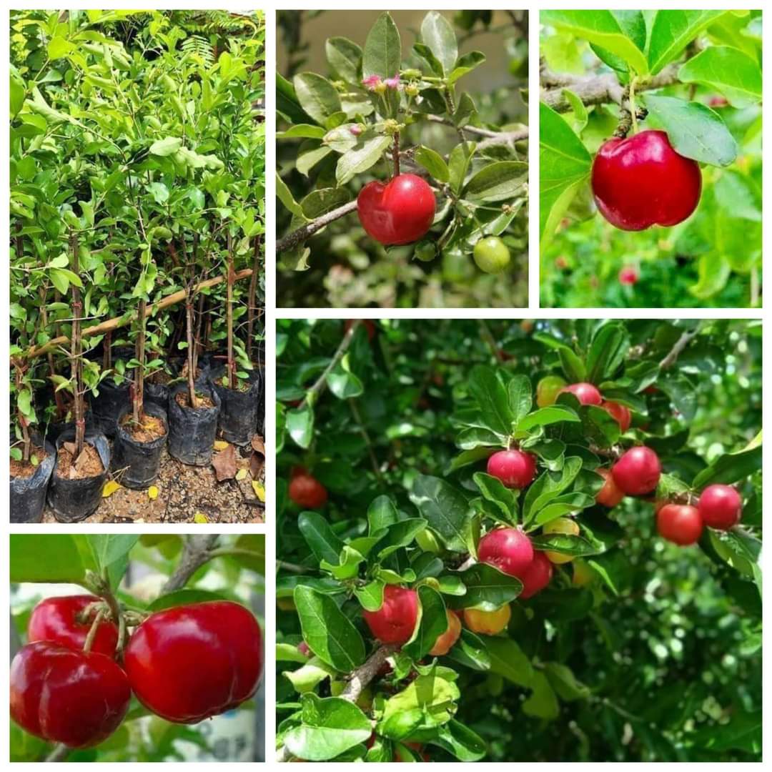 (2ต้น) ต้น เชอร์รี่หวานมาร์นัว เชอรี่หวานมานัวร์ Prunus Arium เชอรี่ ต้นเชอรี่ หวาน มาร์นัว มานัวร์ cherry / นาวิน