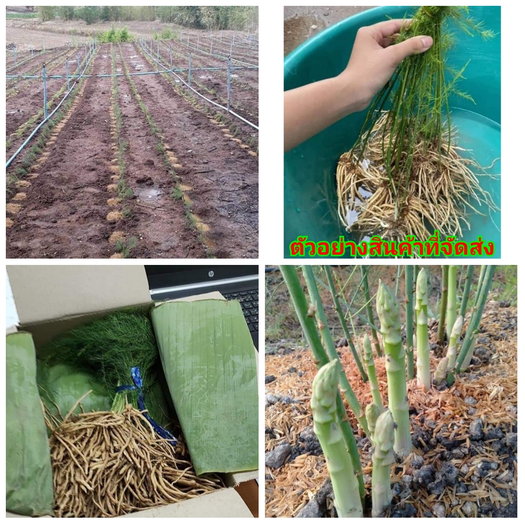 (ขายเป็นเซต20ต้น) (ขาย เหง้า พันธุ์) ต้น หัว เหง้า หน่อไม้ฝรั่ง asparagus ตะวัน ทอแสง