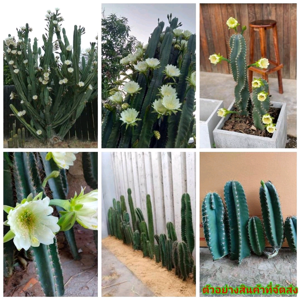 (1ท่อน)(vาย ท่อนพันธุ์) ต้น กิ่ง ท่อน แคคตัส คอนโดนางฟ้า Cereus peruvianus / Fairytale castle ปราสาทนางฟ้า กระบองเพชร แคคตัสปราสาทนางฟ้า แคคตัสคอนโดนางฟ้า กระบองเพชรปราสาทนางฟ้า
