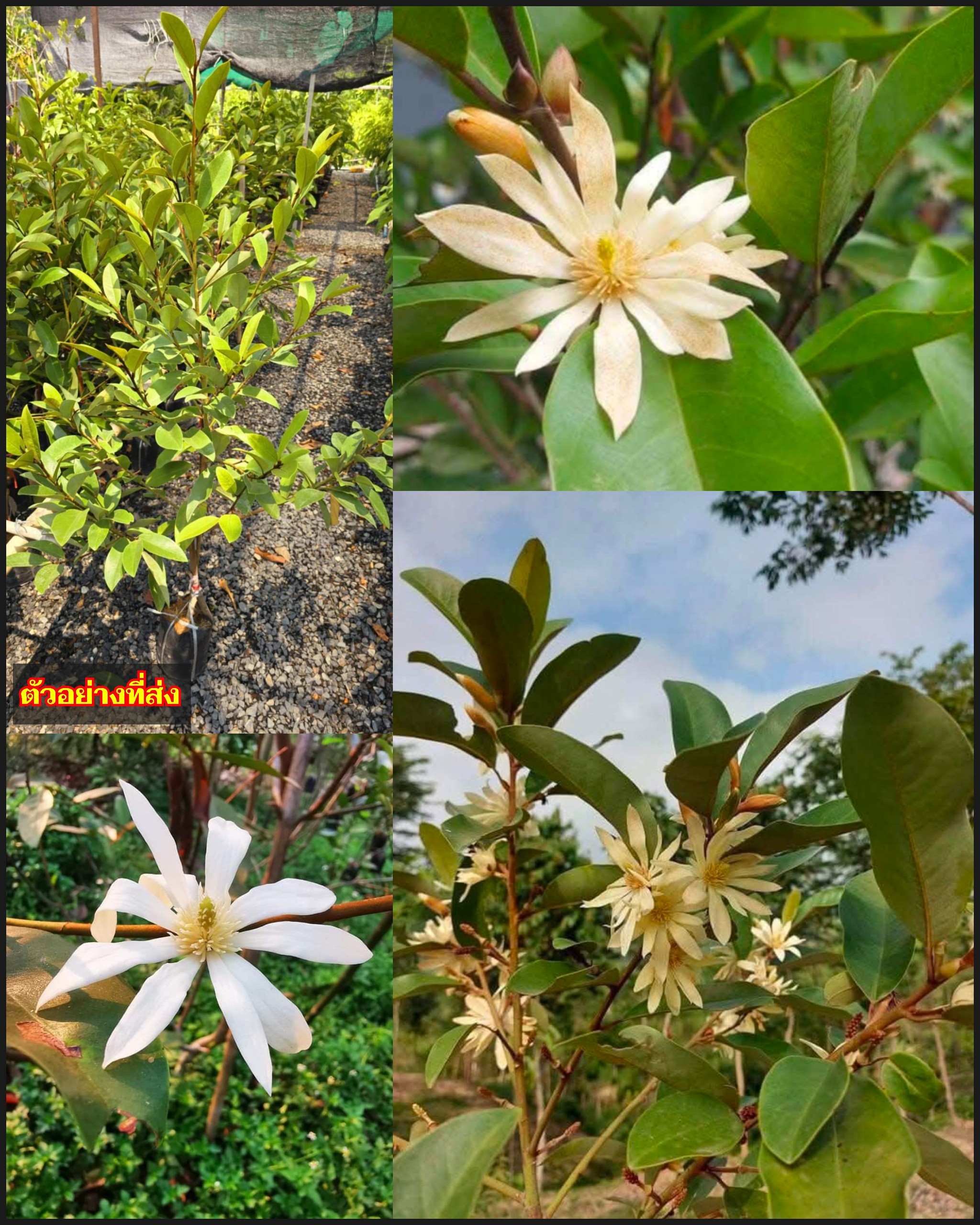 ต้นทาบกิ่ง ต้นจำปีสุคนธา จำปีสุคนธา ต้นสุคนธา แมกโนเลีย สุคนธา Magnolia hybrid / apahcin