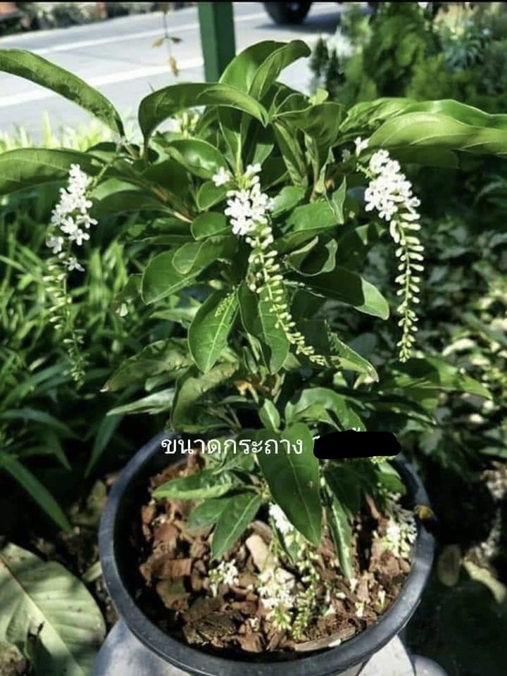 (ขาย ต้นพันธุ์) ดอก ต้น ต้นบุหงาสาหรี บุหงาสาหรี ดอกบุหงาสาหรี บุหงา สาหรี fadel