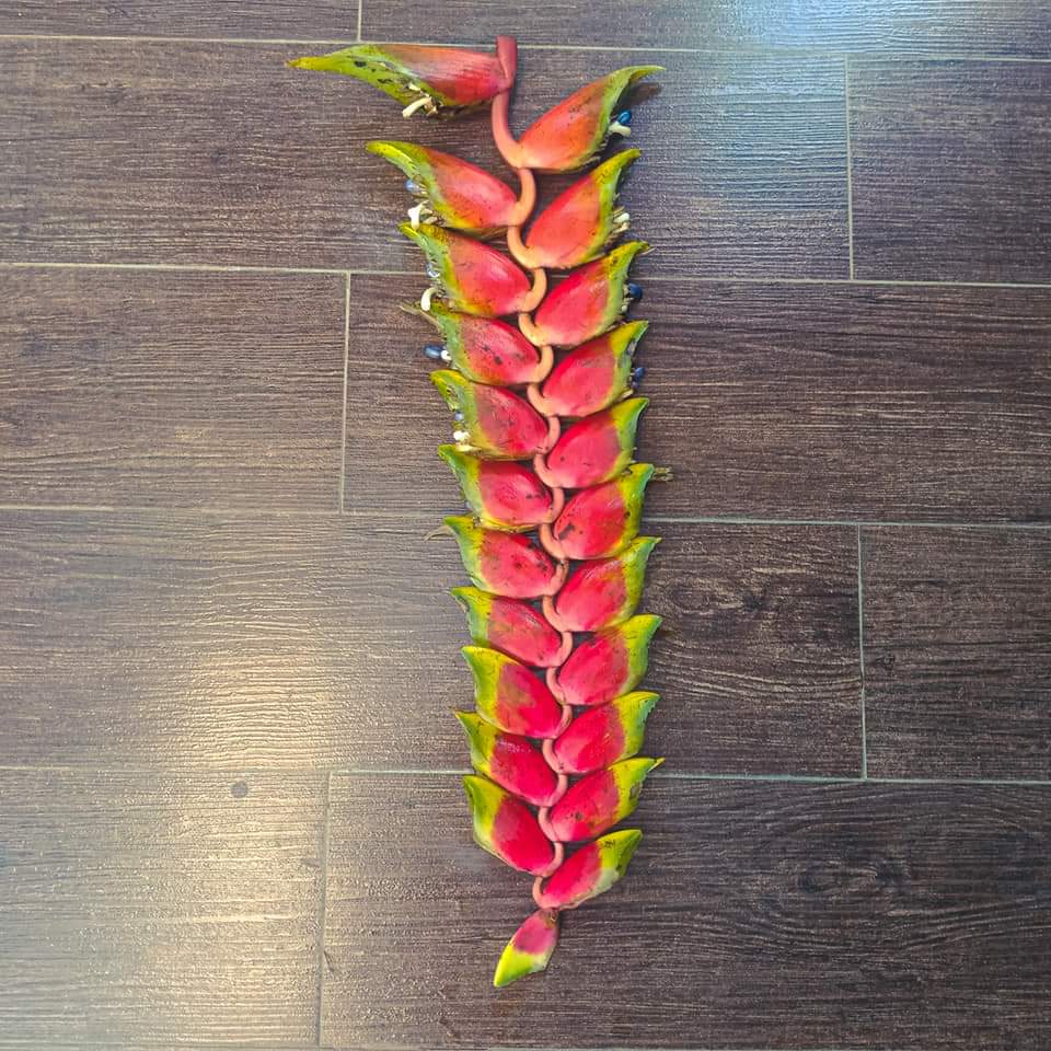 (1หน่อ)(ขาย หน่อพันธุ์) ดอก ต้น หน่อ เหง้า Heliconia rostrata TEN DAY เฮลิโคเนีย รอสตราต้า Nokair