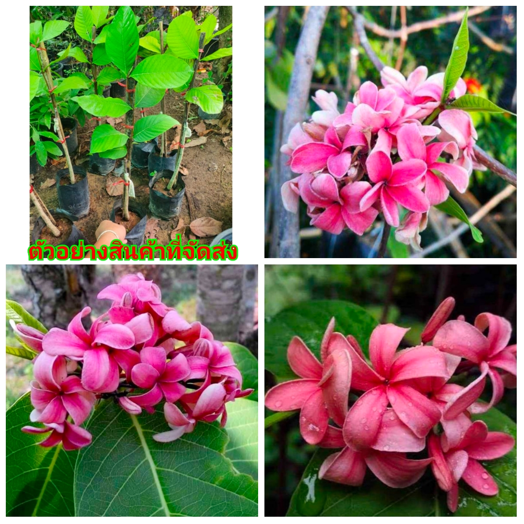 (1ต้น)(ขาย ต้นพันธุ์) ดอก ต้น โมกหลวงชมพู โมกหลวง ชมพู โมก หลวง ชมพู ไม้ไทยดอกหอม