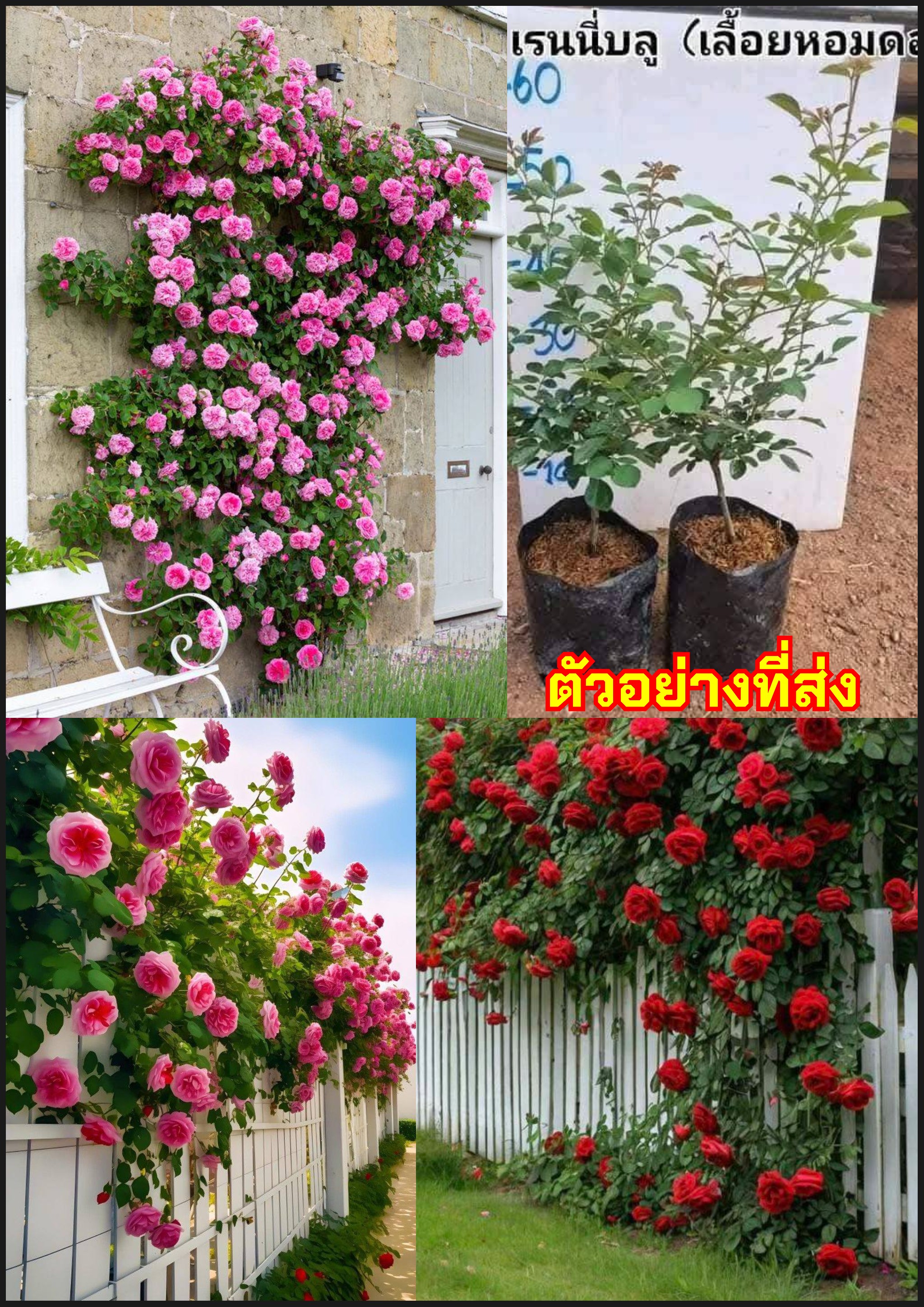 รวม กุหลาบเลื้อย 21 สายพันธุ์ Climbing Rose Climber Cl ต้นกุหลาบ Rose tree Rosebush Soeur Emmanuelle Myrose Golden Celebration Rainy Blue Sakura Takumi Aube Crown Princess Margareta Alexandrine Otto Linne Rose Julie Andrieu Constance Rose Plume Rose Lampi