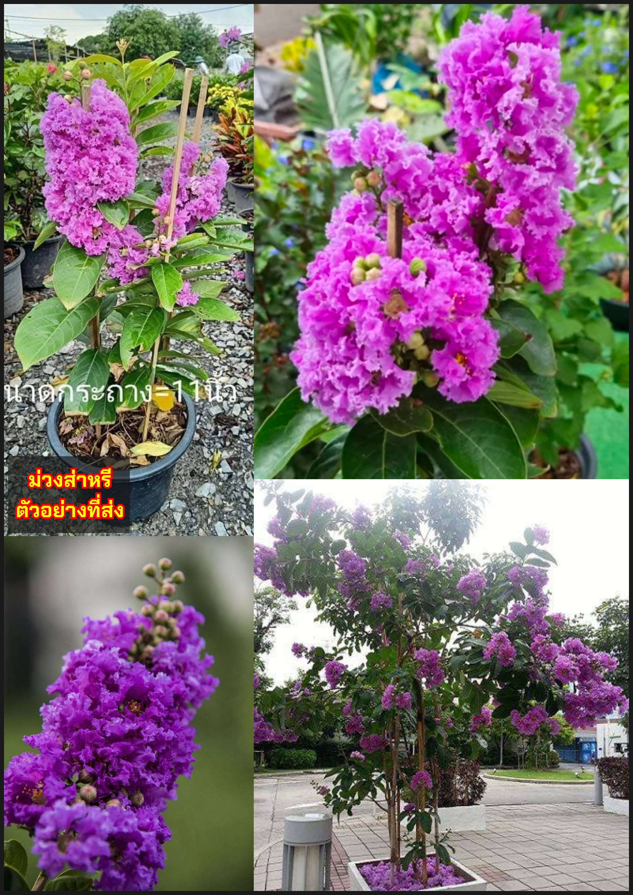 (1ต้น) ต้น ดอก ต้นชมพูส่าหรี ต้นม่วงสาหรี ชมพูส่าหรี ม่วงสาหรี Pink Velour Crape Myrtle crape myrtle crepe myrtle