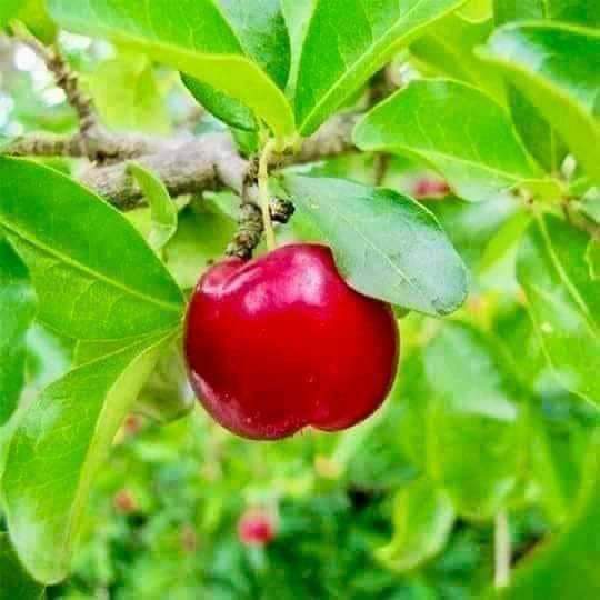 (2ต้น) ต้น เชอร์รี่หวานมาร์นัว เชอรี่หวานมานัวร์ Prunus Arium เชอรี่ ต้นเชอรี่ หวาน มาร์นัว มานัวร์ cherry / นาวิน