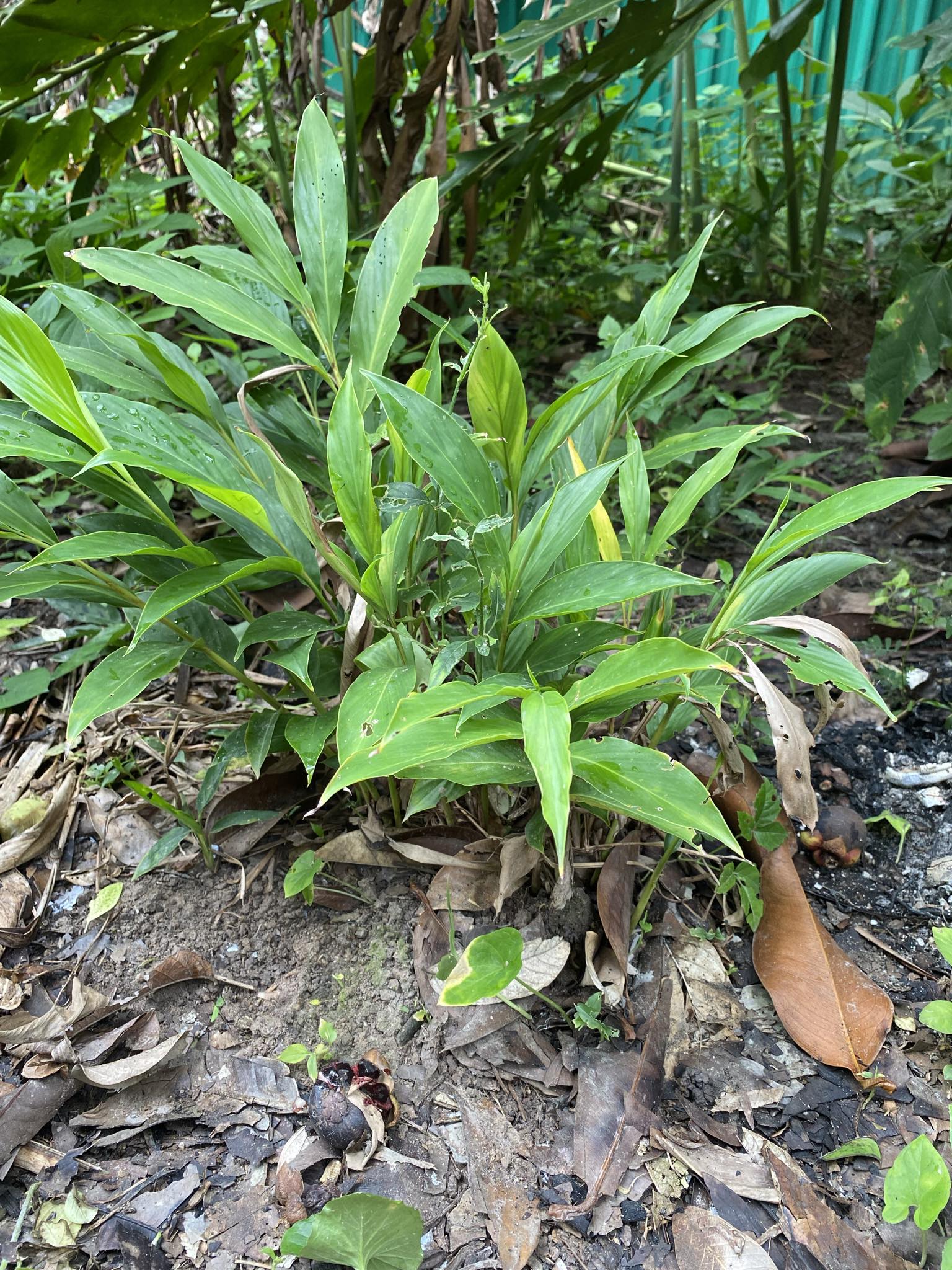 ต้น หน่่อ ดอก ขิงชมพู ต้นขิงชมพู สีชมพู ขิงแดง ต้นขิงแดง สีแดง ขิงประดับ Alpinia purpurata Eileen Macdonald / eenahcad