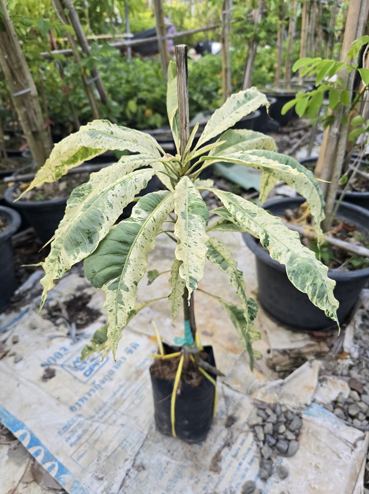 ต้นมะม่วงตลับนาคใบด่าง ต้นมะม่วงตลับนาค ต้นมะม่วง ใบด่าง ทาบกิ่ง Mango tree with variegated leaves / apahcin