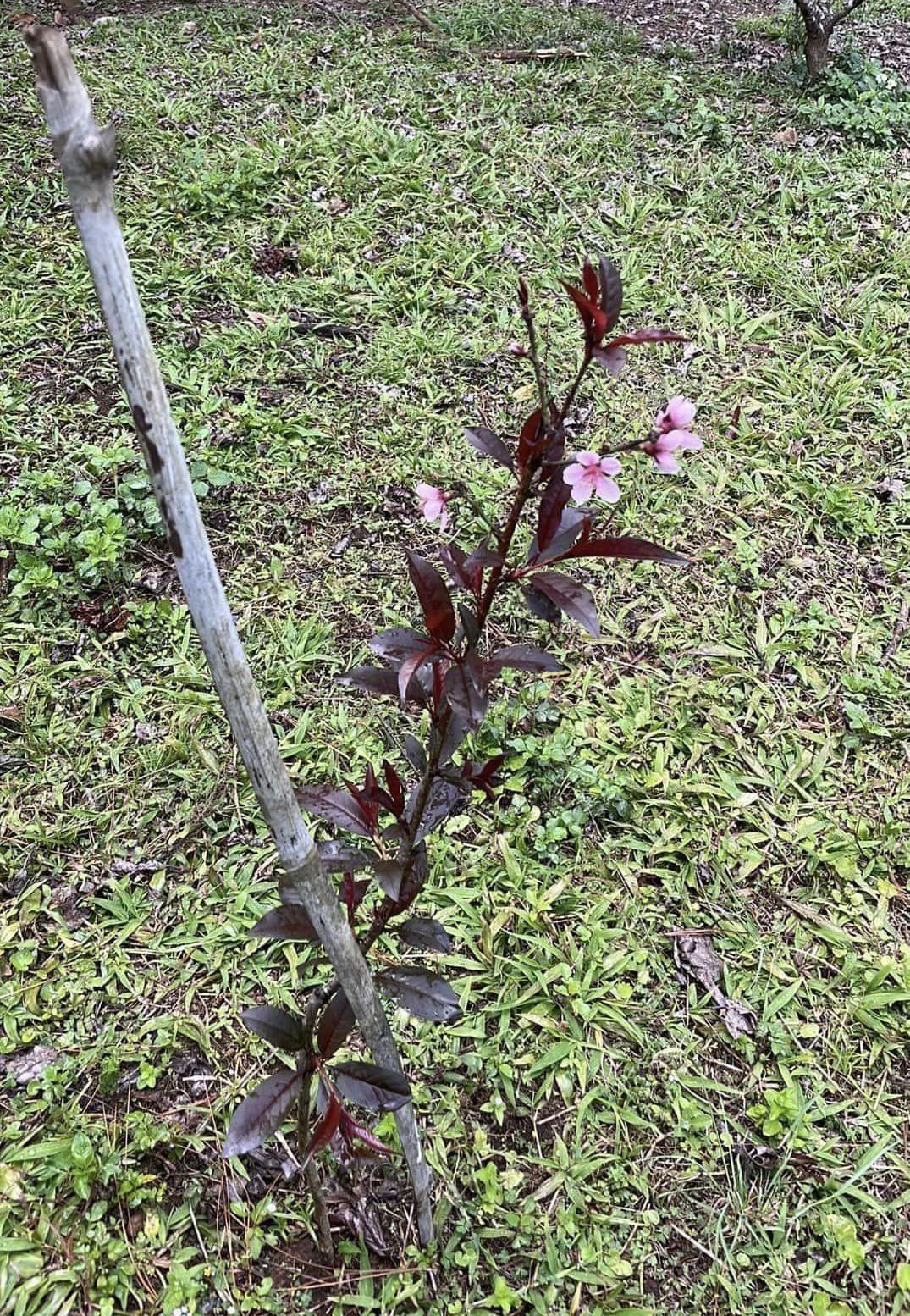ต้น สูง 50-60cm เสียบยอด พีชเลือด ต้นพีชเลือด Blood Peach / pisut