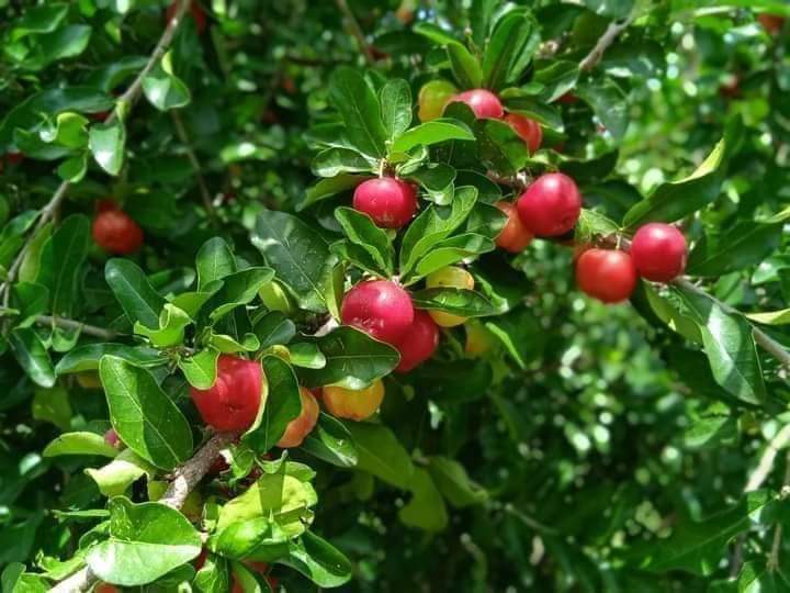 (2ต้น) ต้น เชอร์รี่หวานมาร์นัว เชอรี่หวานมานัวร์ Prunus Arium เชอรี่ ต้นเชอรี่ หวาน มาร์นัว มานัวร์ cherry / นาวิน