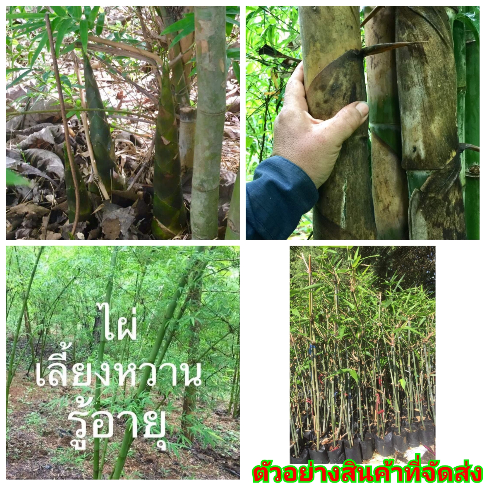(ขาย ต้นพันธุ์) ต้น ไผ่เลี้ยงหวาน ไผ่ ต้นไผ่ บ้านสวนเก็บตะวัน