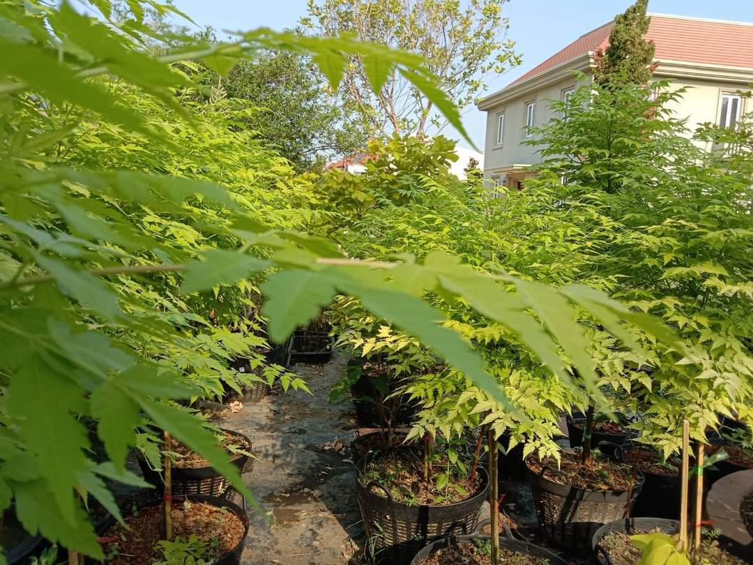 (1ต้น) ต้น เกษมณีสีทอง เมเปิ้ลเขียว เมเปิ้ลไทย Melia azedarach เลี่ยนทอง นารี เกรียน เฮี่ยน เลี่ยนดอกม่วง ลำเลี่ยน ลั้วะ โขวหนาย ขู่เลี่ยน ขู่เลี่ยนซู่ Bastard cedar, Bead tree Chaina tree Chinaball tree Persian lilac White cedar Melia azedarach L / Pongk