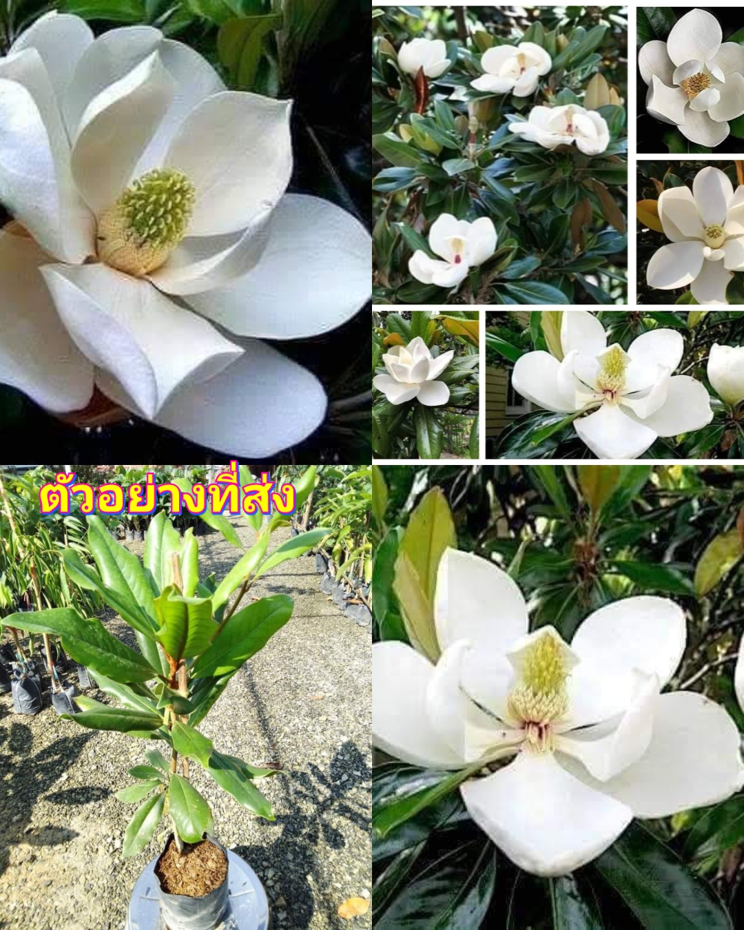 (1ต้น) สูง 80cm ต้น แมกโนเลีย แกรนด์ดิฟฟอร่า Magnolia grandiflora ตอนกิ่ง / Navin
