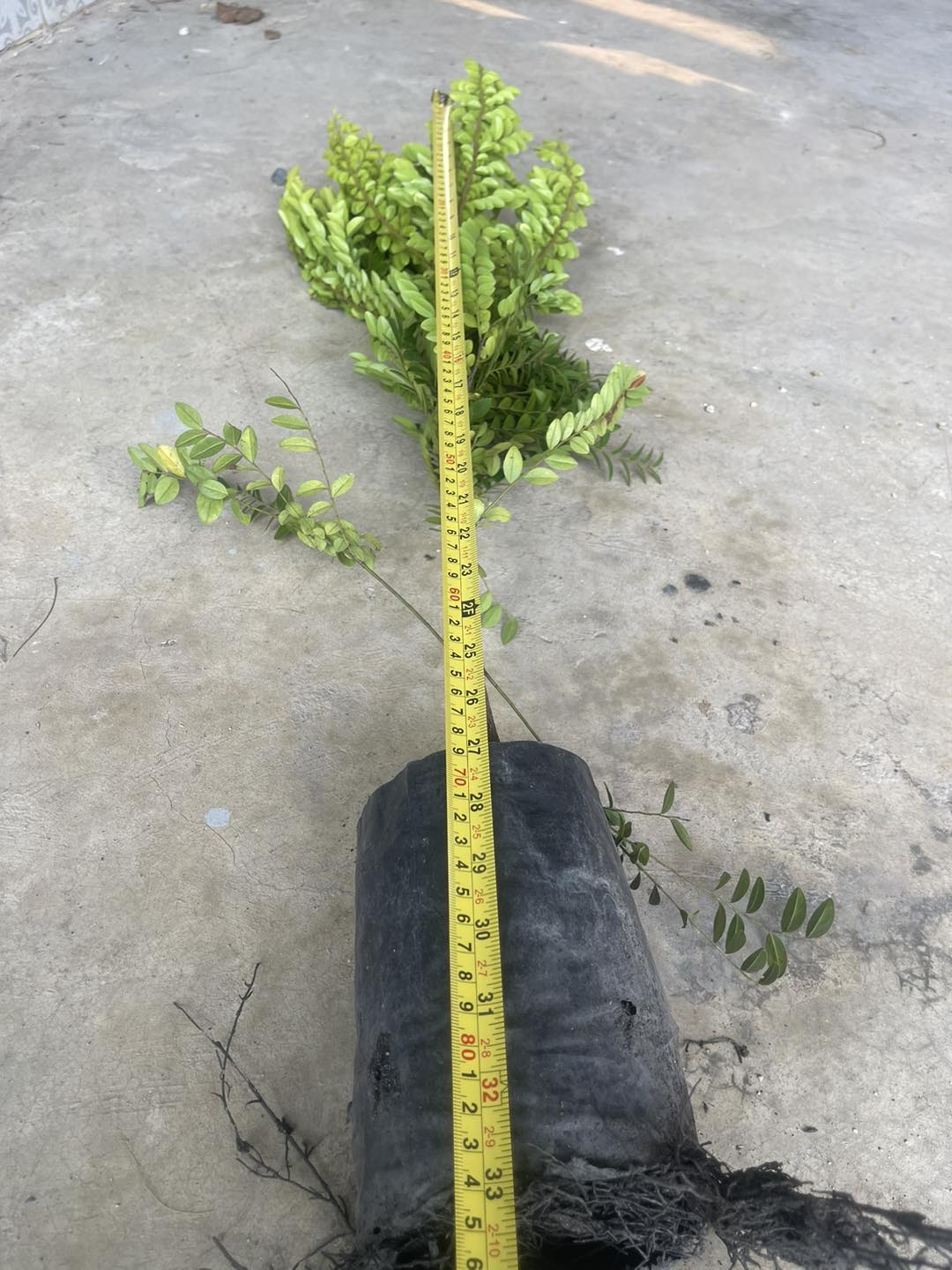 สูง 60cm ต้นล่ำซำ ต้นหูหนู หรือ ต้นสั่งทำ Black Ebony tree / iamnahpahcin