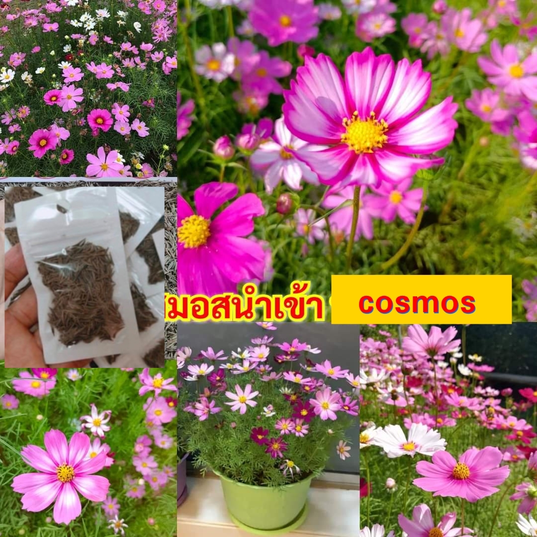 (1,600เมล็ด) เมล็ด คอสมอส cosmos เมล็ดคอสมอส ต้นคอสมอส สี ขาว แดง ชมพู คละสี/ รจนา