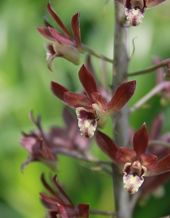 ว่านอึ่ง Eulophia macrobulbon / ahcta