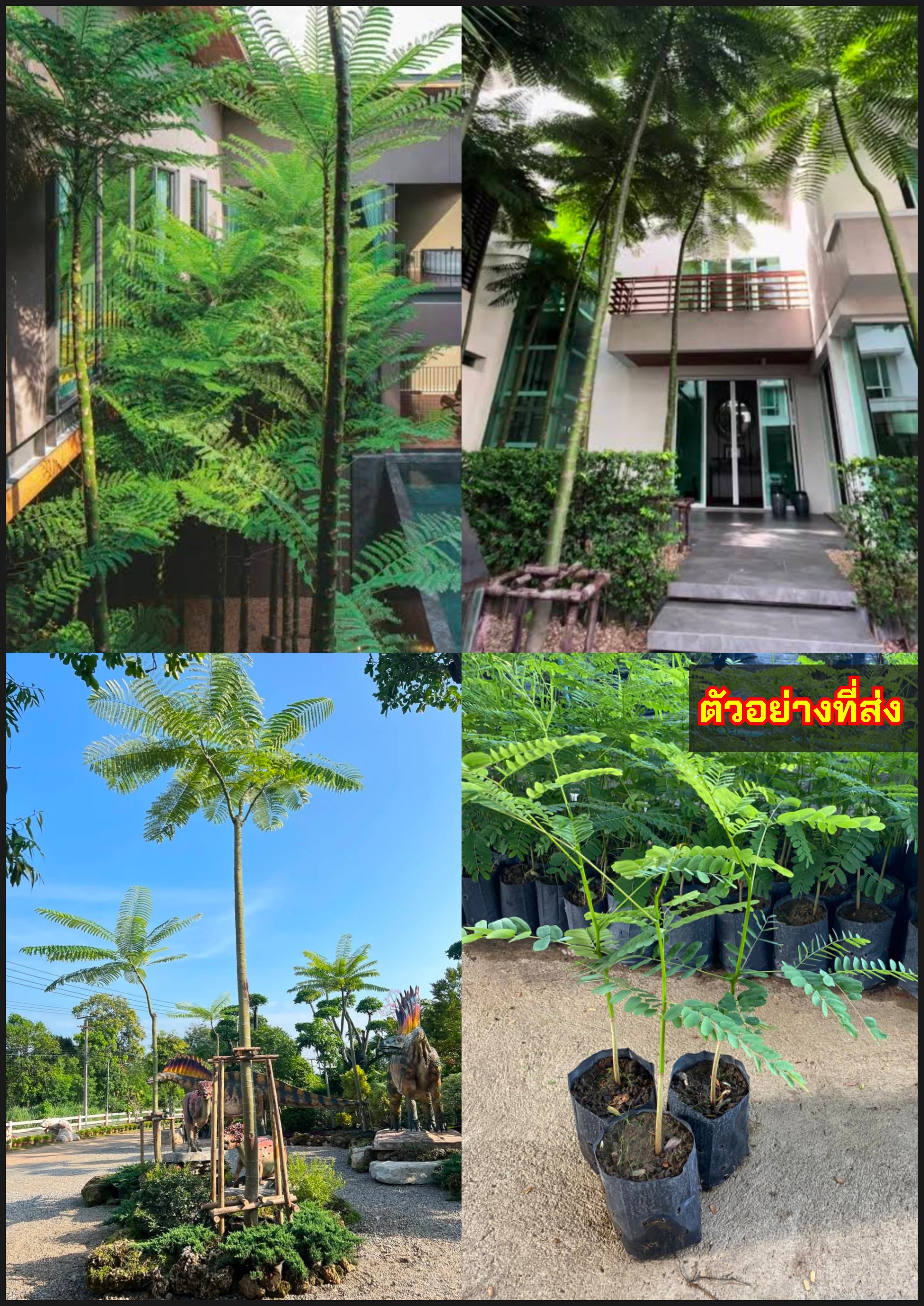 ต้นยีราฟ ต้นยูงทอง ต้นกลด ต้นทาวเวอร์ทรี ต้นฉัตรพระอินทร์ Tower Tree Brazilian Fire Tree Brazilian Fern Tree / eertnom
