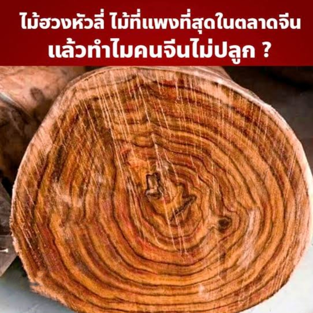 ต้นพะยูงไหหลำ พะยูงไหหลำ พะยูงจีน Dalbergia odorifera / eertnom