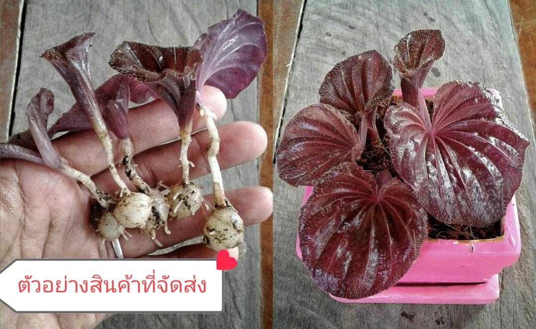 (8หัว)(ขาย ต้นพันธุ์) ต้น บัวสันโดษแคระ บัวสันโดษ ต้นบัวสันโดษ สีแดง แดง ป้าแมว