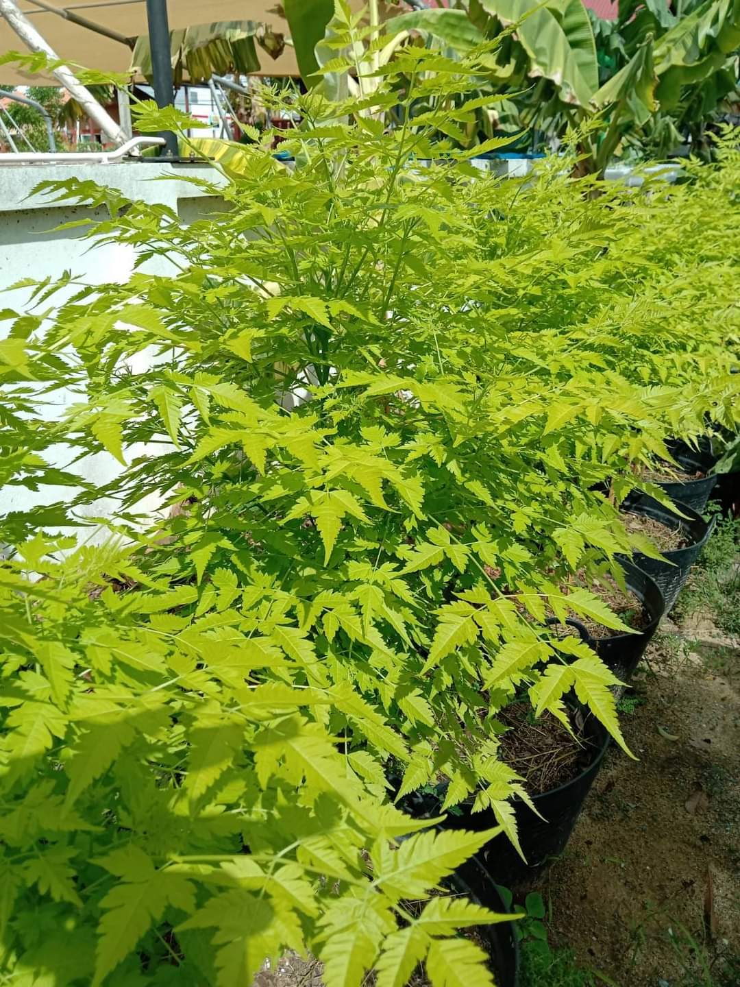 (1ต้น) ต้น เกษมณีสีทอง เมเปิ้ลเขียว เมเปิ้ลไทย Melia azedarach เลี่ยนทอง นารี เกรียน เฮี่ยน เลี่ยนดอกม่วง ลำเลี่ยน ลั้วะ โขวหนาย ขู่เลี่ยน ขู่เลี่ยนซู่ Bastard cedar, Bead tree Chaina tree Chinaball tree Persian lilac White cedar Melia azedarach L / Pongk