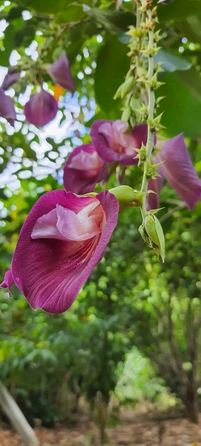 (1ต้น) ต้น สูง 40-50cm เพาะจากเมล็ด คลิทอเรีย อัญชันต้น ดอกช่อม่วง CLITORIA FAIRCHILDIANA อัญชัน / Navin