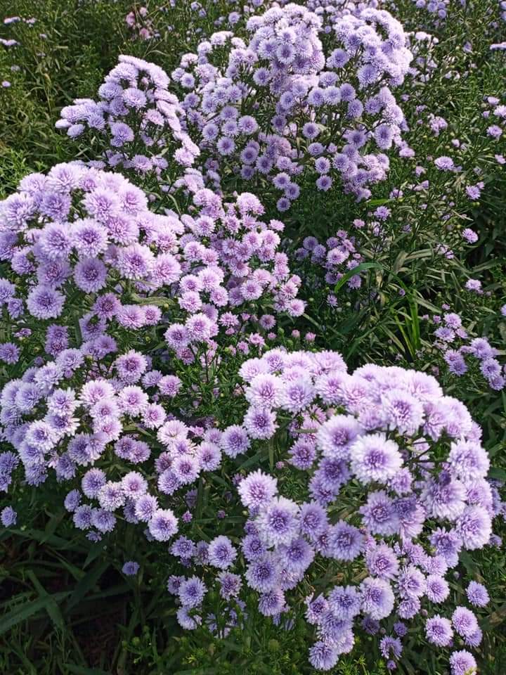 (50ต้น) มาปลูกดอกไม้สีสันสดใสสวยงาม ให้บ้านคุณน่าอยู่กัน จ้า.. ต้น ดอก มากาเร็ต & คัตเตอร์ white cutter flower margaret