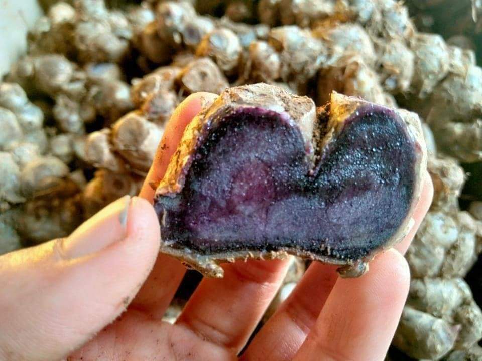 (1กก) เหง้า หัว กระชายดำ เหง้าสด เหง้ากระชายดำ กระชาย ดำ หัวกระชายดำ สวนบนดอย