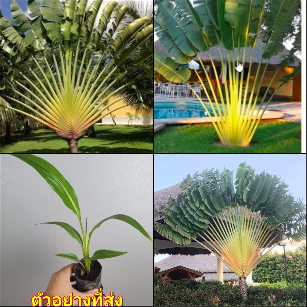 (1ต้น) ต้น กล้วยมาดากัสการ์ กล้วยพัด ต้นกล้วยพัด Traveler’s Palm Ravenala madagascariensis ไม้ฟอกอากาศ