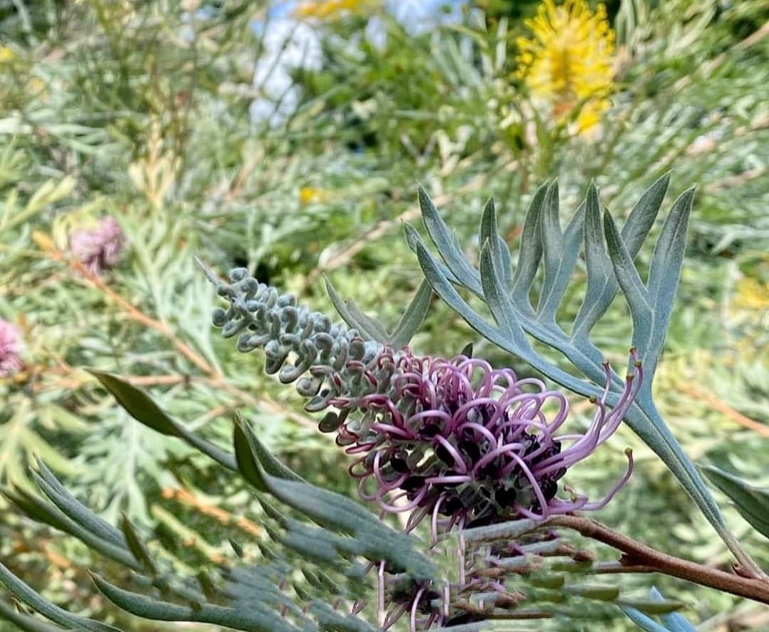 รบกวน สั่งซื้อ ผ่านไลน์ เท่านั้น (1ต้น) สูง 250cm ต้น สนเกรวิลเลีย Grevillea Bush Lemons yellow กรีวิเลีย บุช เลมอน ดอก สีเหลือง Sakphong
