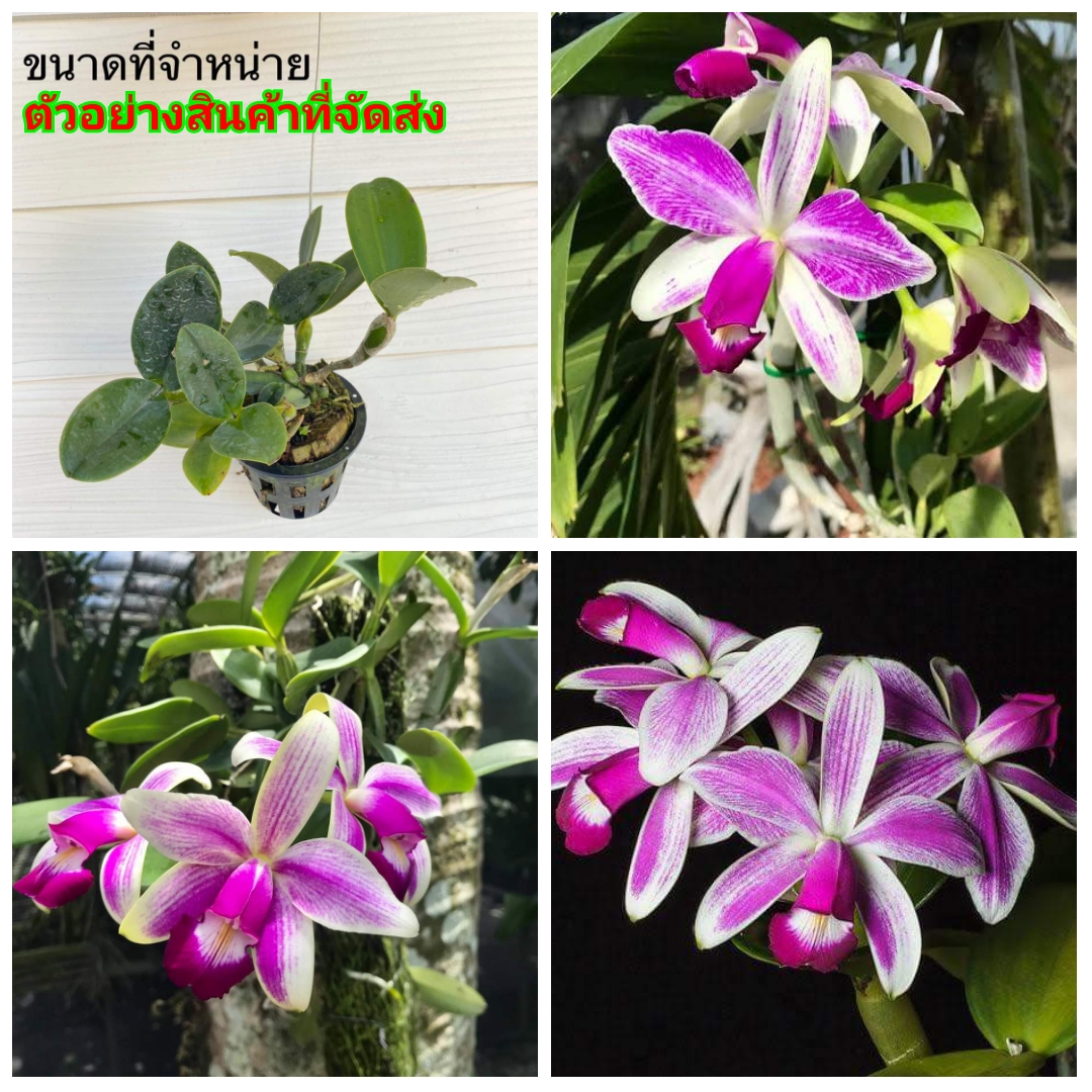 (ขาย ต้นพันธุ์) ดอก ต้น แคทลียาป่า อเมซอน ไวโอลาเซีย กล้วยไม้ เอื้อง orchidery