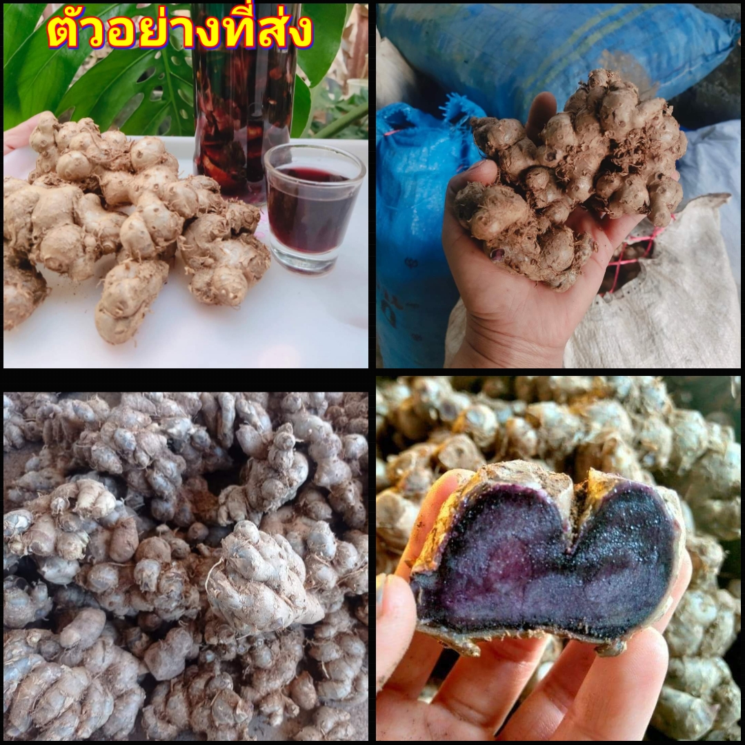 (1กก) เหง้า หัว กระชายดำ เหง้าสด เหง้ากระชายดำ กระชาย ดำ หัวกระชายดำ สวนบนดอย