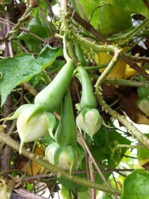(ขาย เมล็ด ) เมล็ดถั่วกาหยี เมล็ด ถั่วกาหยี ต้นถั่วกาหยี / พืชพรรณ