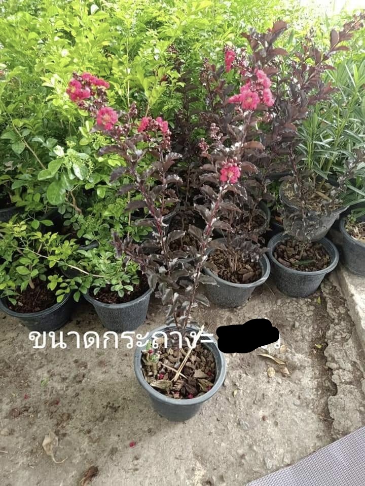 (ขาย ต้นพันธุ์) ดอก ต้น ต้นยี่เข่งแดงใบดำ ยี่เข่งแดงใบดำ ต้นยี่เข่ง แดงใบดำ ยี่เข่ง แดง ใบดำ ต้นยี่เข่ง fadel