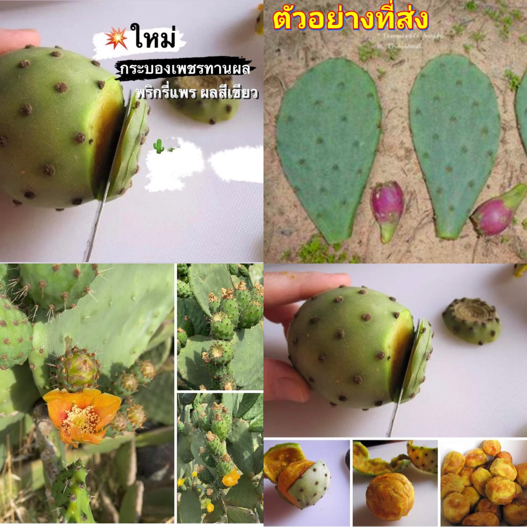 (1ใบ) กระบองเพชรทานผล พริกรี่แพร ผลสีเขียว Prickly Pear / พิสุทธิ์