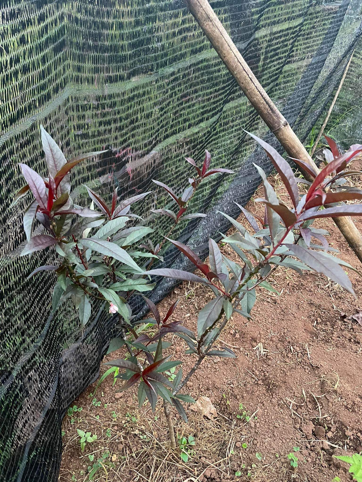 ต้น สูง 50-60cm เสียบยอด พีชเลือด ต้นพีชเลือด Blood Peach / pisut