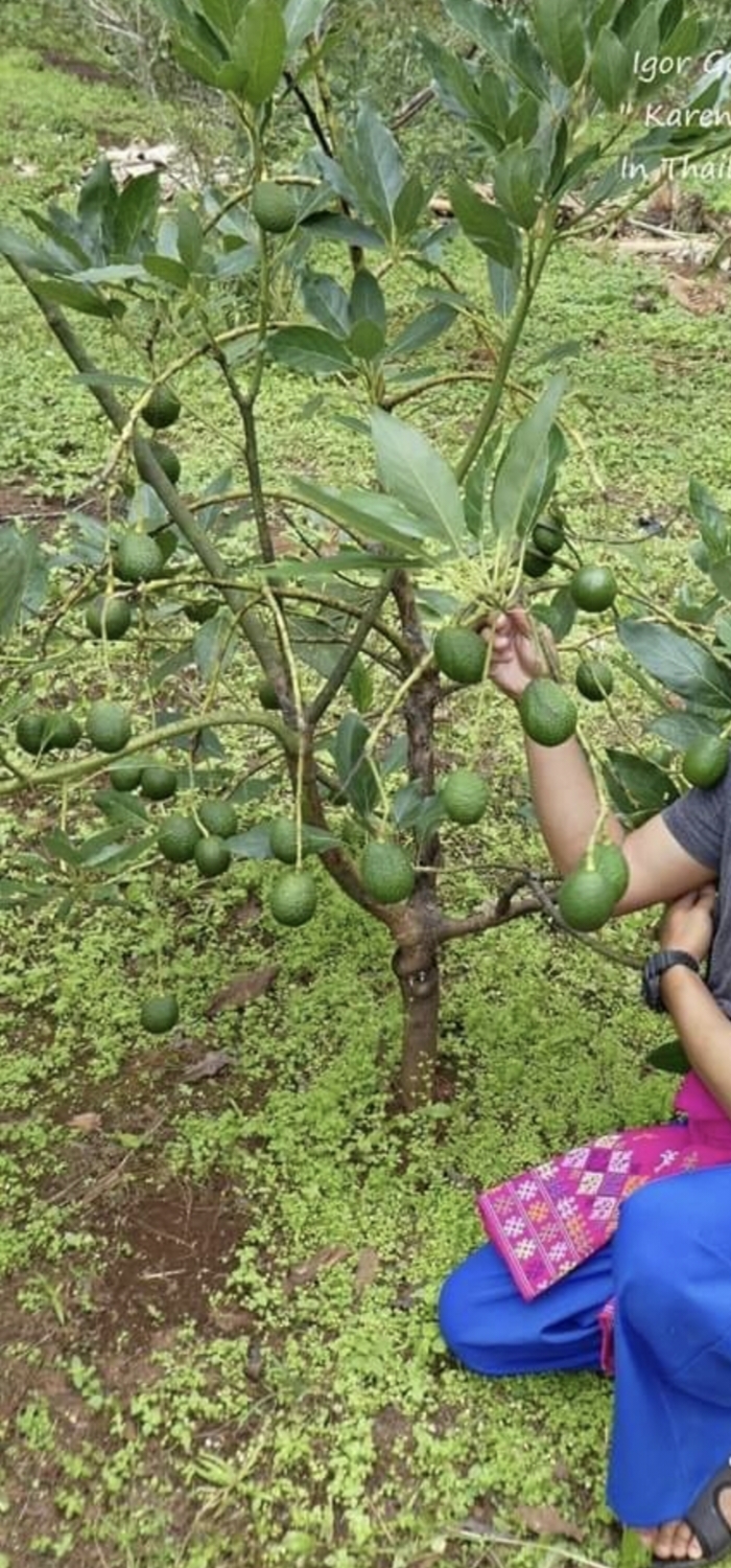 (1ต้น) ต้น อะโวกาโด้ อะโวคาโด อะโวคาโด้ พันธุ์ แฮส Hass Avocado ต้นอะโวคาโด / พิสุทธิ์