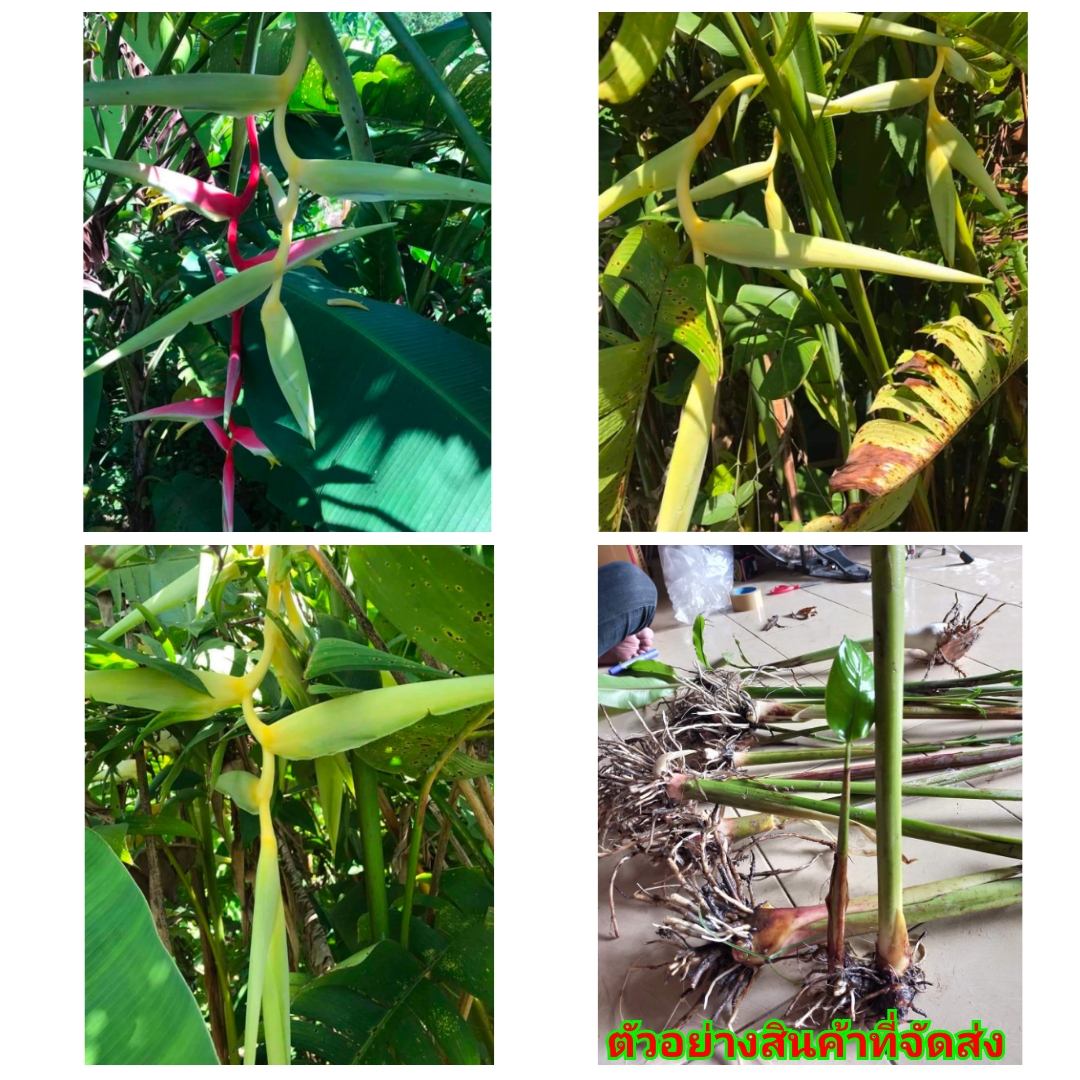 (1หน่อ)(ขาย หน่อพันธุ์) ต้น เหง้า หน่อ Heliconia chartacea Surinam Gold Meeana yellow เฮลิโคเนีย Nokair