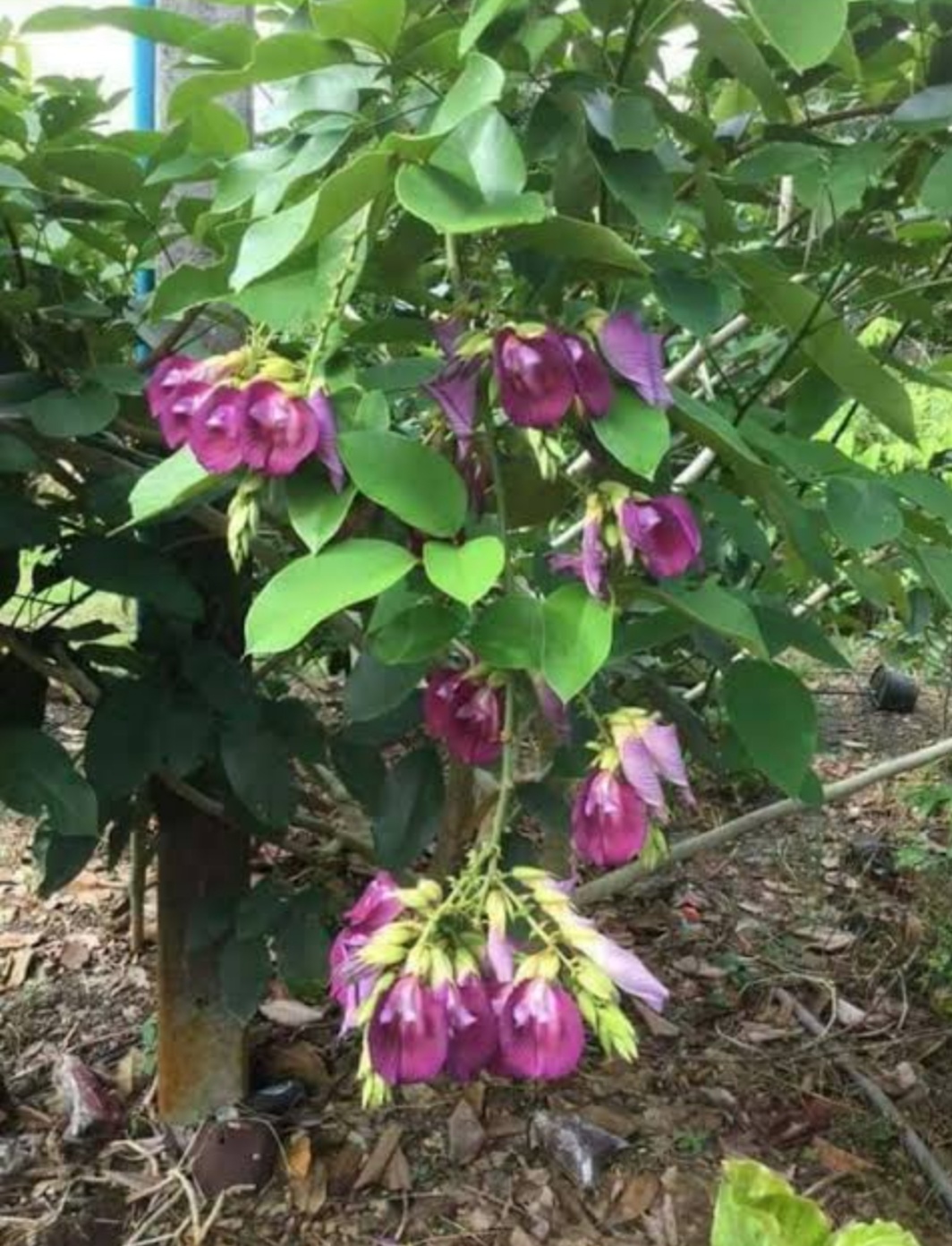 (1ต้น) ต้น สูง 40-50cm เพาะจากเมล็ด คลิทอเรีย อัญชันต้น ดอกช่อม่วง CLITORIA FAIRCHILDIANA อัญชัน / Navin