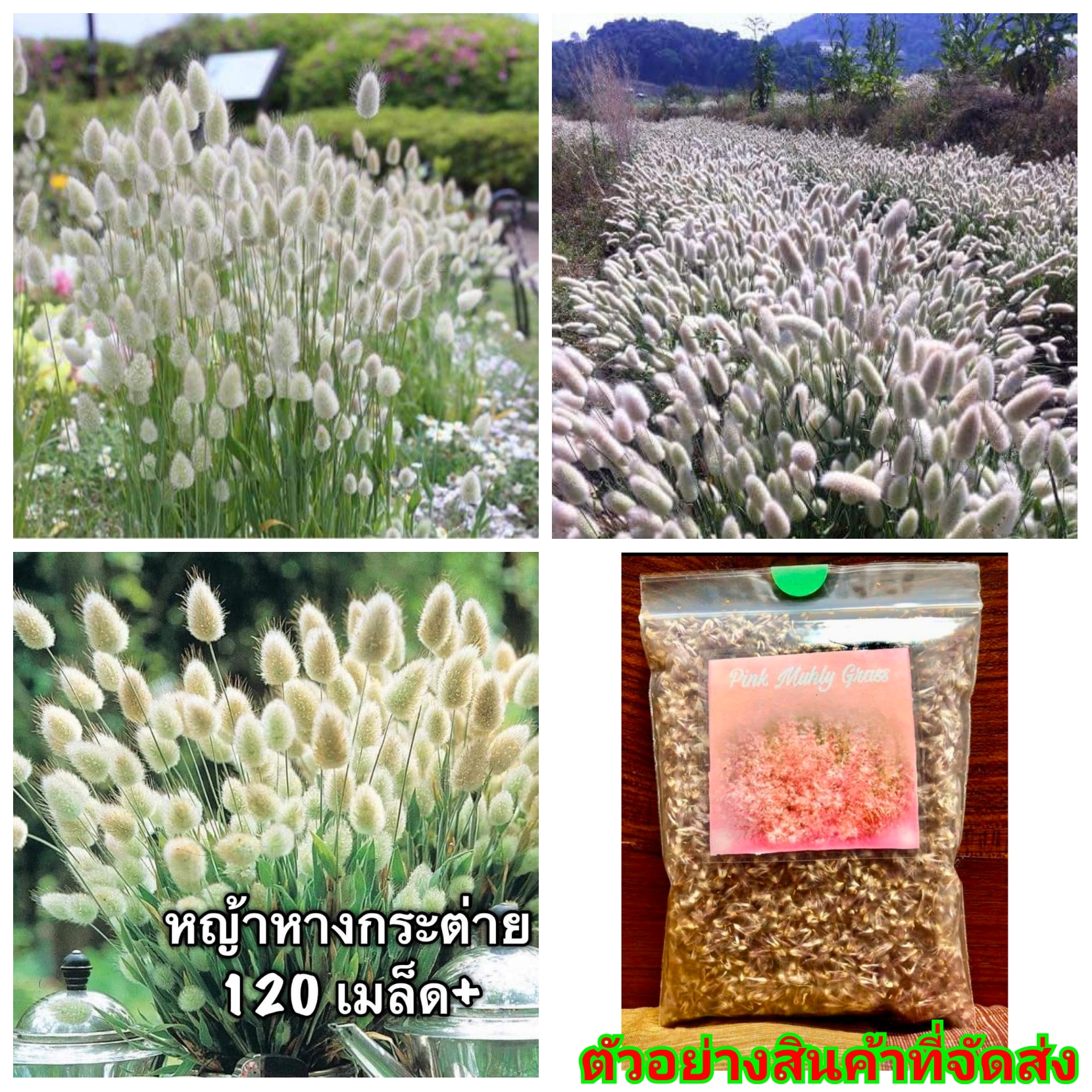 (ขาย เมล็ด พันธุ์) ต้น ดอก หญ้าหางกระต่าย หญ้า เมล็ดพันธุ์หญ้าน้ำพุ