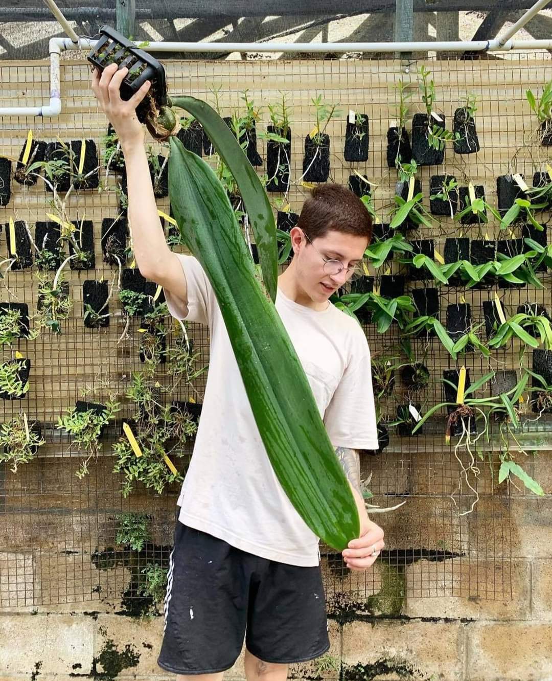 (1กอ)(ขาย ต้นพันธุ์) ดอก ต้น สิงโตฟาแลน ไม้ดึกดำบรรพ์ bulbophyllum phalaenopsis เอื้อง กล้วยไม้ orchidery