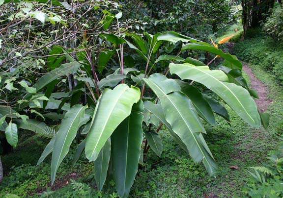 (1หน่อ)(ขาย หน่อพันธุ์) ดอก ต้น หน่อ เหง้า Heliconia latispatha Orange gyro ลาทีสพาธ่า ออเร้นท์ ไจโร heliconia เฮลิโคเนีย Nokair