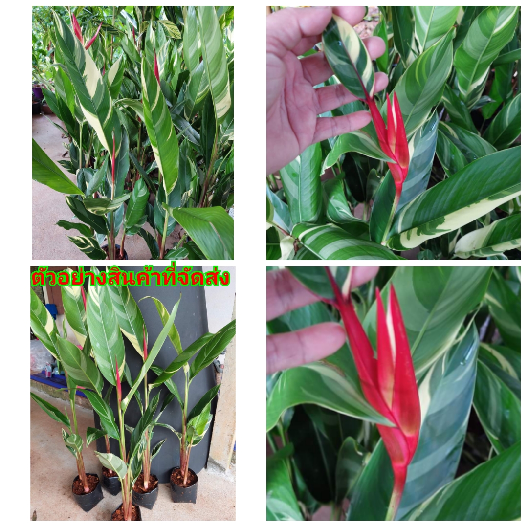 (1ถุงดำ)(ขาย ต้นพันธุ์) ดอก ต้น เฮริโคเนียดอกแดง เฮลิโคเนีย ดอก สี แดง heliconia Pimvimon