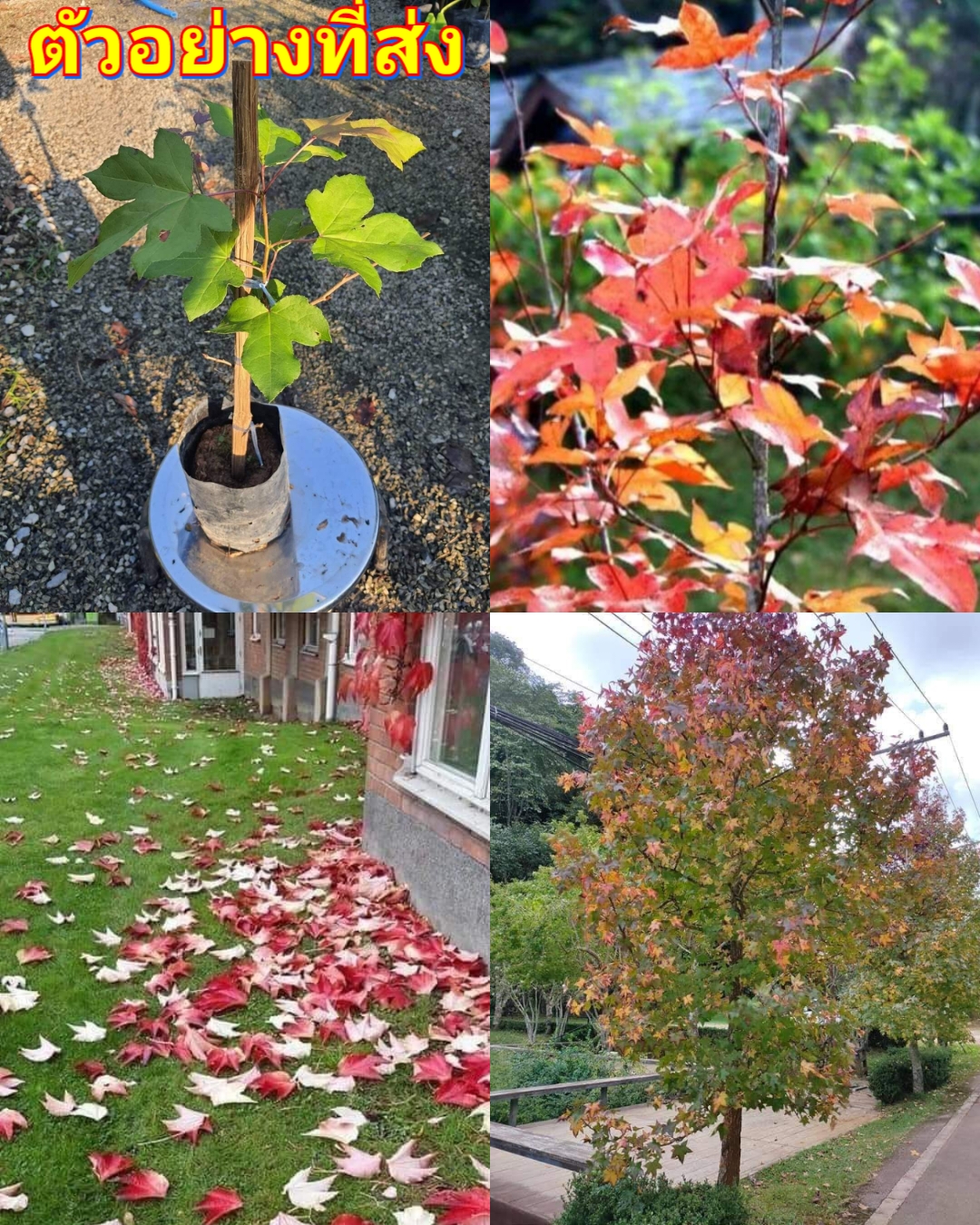 (1ต้น) ต้น เมเปิ้ลหอม เมเปิลไต้หวัน เมเปิ้ล ต้นเมเปิ้ล maple tree taiwan / นาวิน