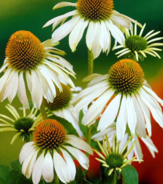 (1ต้น) ต้น เอ็คไคนาเซีย Echinacea ต้นเอ็คไคนาเซีย / Paradise
