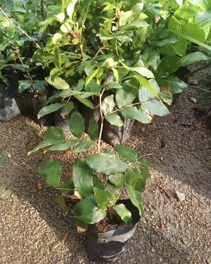 (1ต้น) ต้น โสกขาว อโศกขาว ต้นโสกขาว ต้นอโศกขาว อโศก ต้นอโศก สีขาว / ณัฐวดี