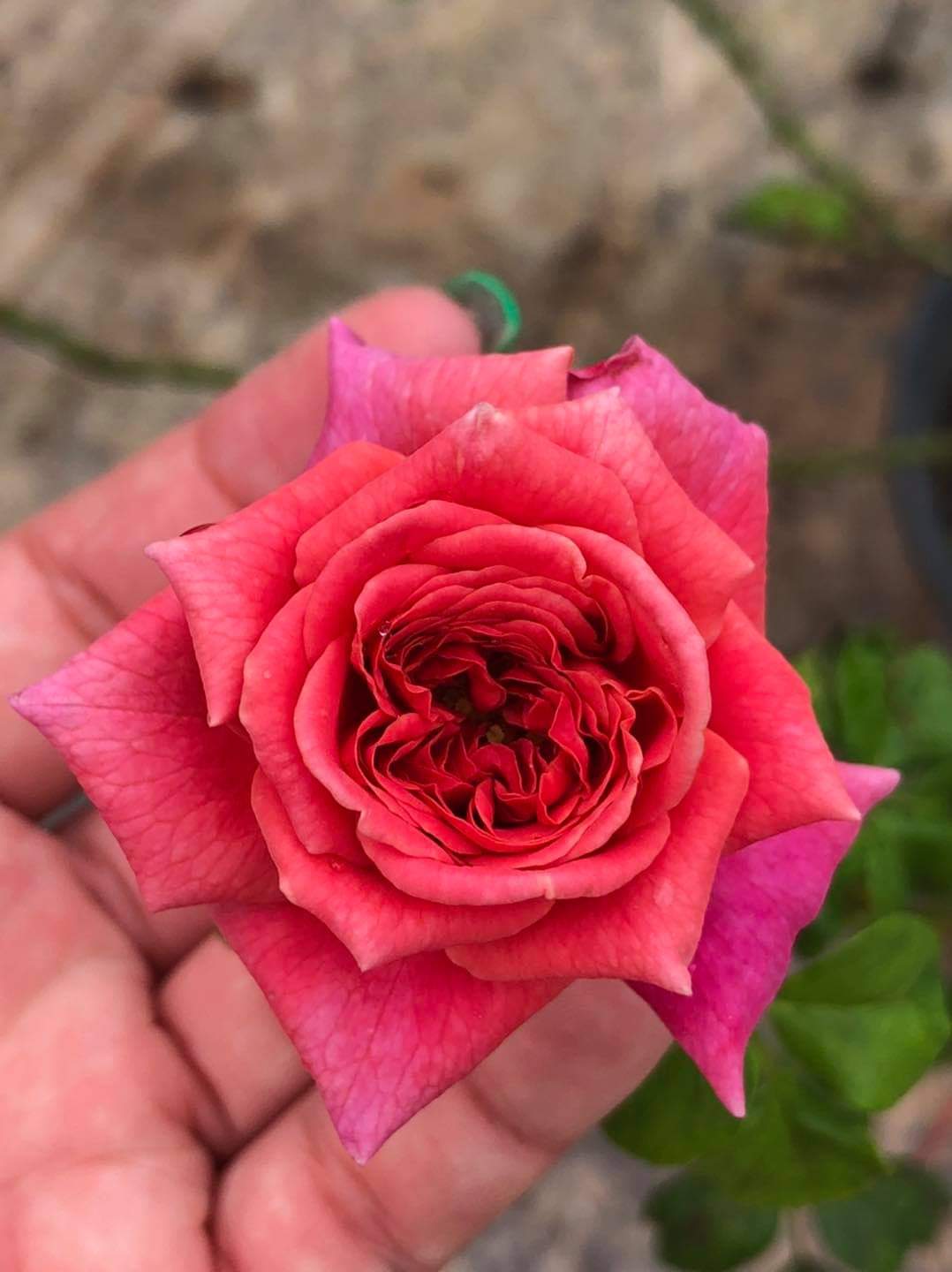 (1ต้น) ดอก ต้น กุหลาบ คริสโตเฟอร์มาโล Christopher Marlowe rose buncha