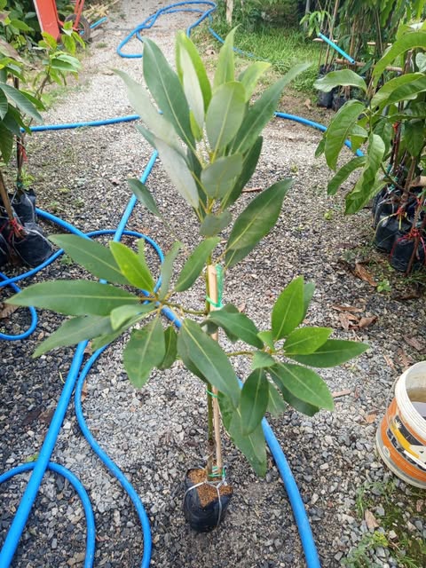 แมกโนเลียเวอร์จิเนียน่า Magnolia virginiana สวีทเบย์ แมกโนเลีย Sweetbay Magnolia / apahcin /nivan