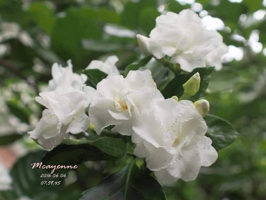 (2ต้น) ต้น พุดกุหลาบ ต้นพุดกุหลาบ / happy